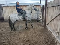 Жылқылар (топ, жынысы көрсетілмеген), Horse breed — 7-сурет