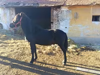 At, Atlar — foto 2