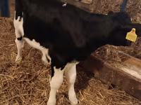 ثور, Simmental cattle — الصورة 6