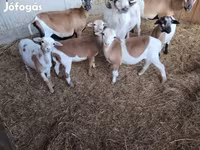 Ovejas (lote, sexo no especificado), Cameroon sheep — foto 4