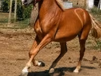घोड़ा, Haflinger — फ़ोटो 1