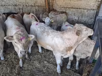 Byk, Charolais cattle — zdjęcie 2