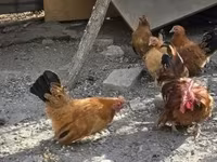 Chickens — foto 1