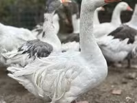 Geese — फ़ोटो 2