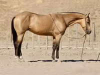 Pastuv, Quarter Horse — fotografija 2