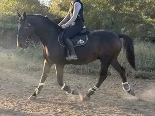 At, Nonius horse