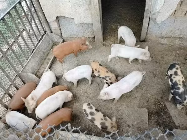 Porcs (lot, sexe non indiqué),  — Hongrie