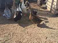 Ducks — الصورة 2