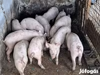 公猪, Pigs — 照片 4