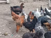 Chickens — photo 5
