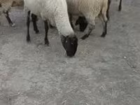 Oveja, Tsigai sheep — foto 1