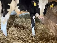Bull, Holstein breed — photo 3