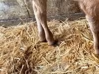 Bulle, Russian Black pied cattle — Foto 2
