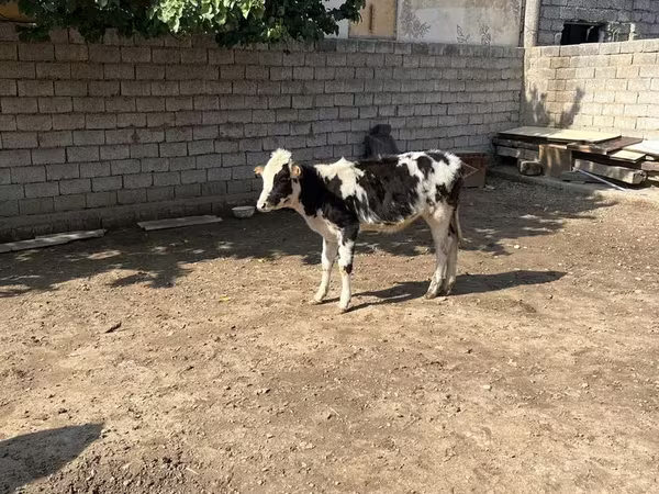 牛（ロット、性別未指定）, Russian Black pied cattle