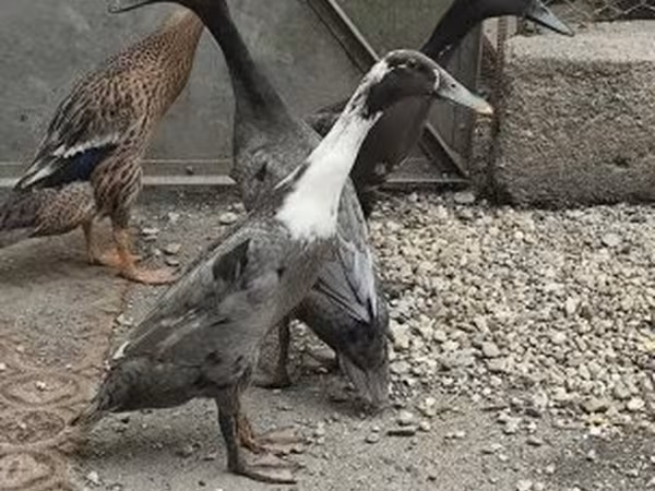 إنديان رانر