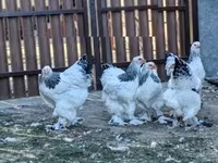 Brahma — foto 2