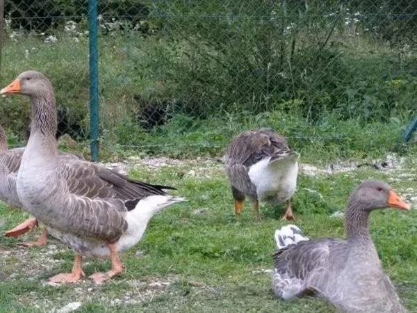 Duńska szara i szarobrokatna gęś