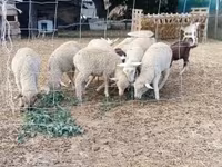 Bélier, Moutons — photo 1