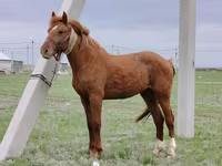 Pastuv, Budyonny horse — fotografija 1