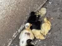 Ducks — Foto 2