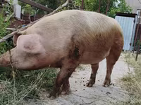 Säue, Schweine — Foto 2
