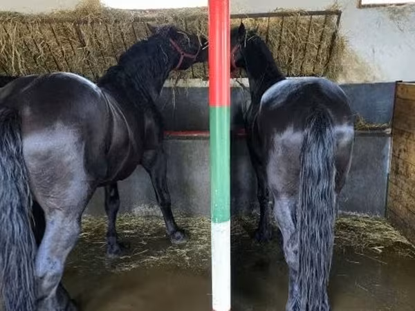Koń, Nonius horse — Węgry