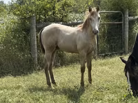 Pastuv, Kentucky mountain daddle horse — fotografija 6