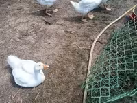 Geese — Foto 1