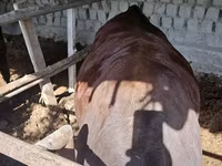 Bik, Red Estonian cattle — fotografija 1