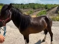 公马, Horses — 照片 1