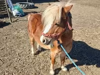 Cavalo, Cavalos — foto 2