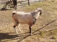 Bode, Cabras — foto 2