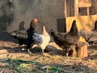 डेनिश हेन — फ़ोटो 5