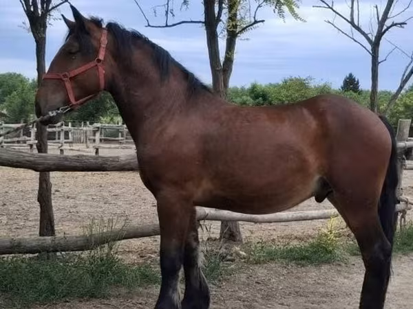 Cavalo, Cavalos