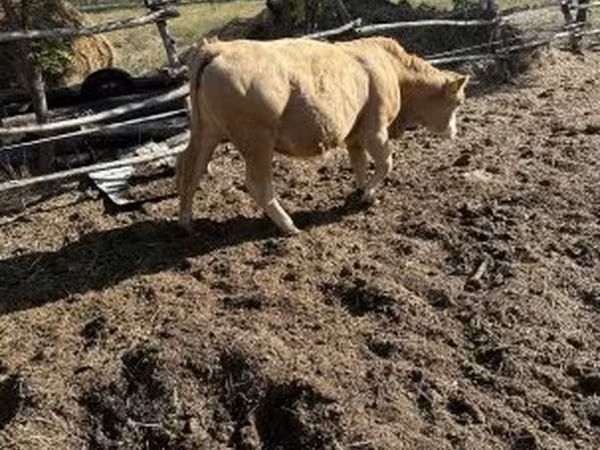 Krowa, Simmental cattle — Węgry