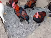 ماران — الصورة 5