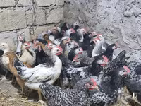 Chickens — fotografija 1
