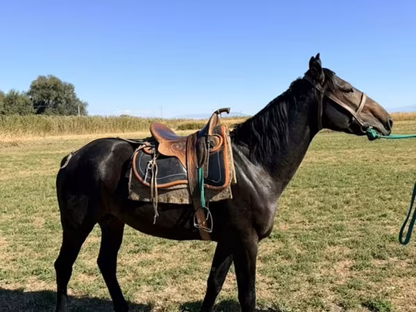 Pastuv, Karachay horse