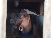 公山羊, Nubian Goat — 照片 3