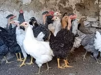 Chickens — zdjęcie 1