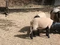 Carneiro, White Suffolk sheep — foto 4