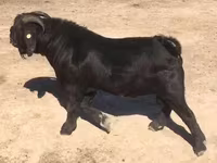 Koza, Boer goat — zdjęcie 3