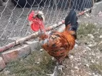 Chickens — 照片 4