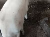 Cerdos (lote, sexo no especificado), Cerdos — foto 1