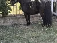 雄馬, Australian Pony — 写真 4