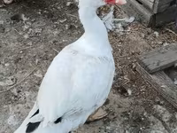Guinea fowl — fotografija 2