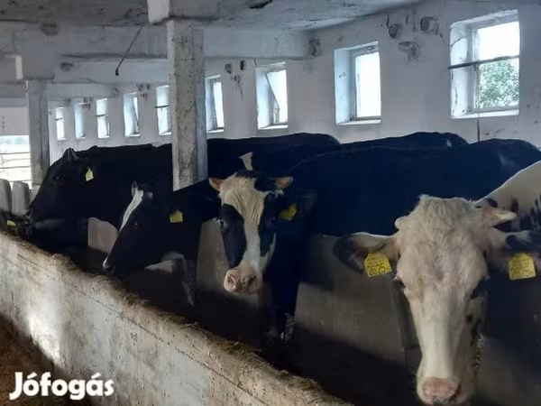 Krava, Russian Black pied cattle