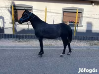 Hengst, Pferde — Foto 1