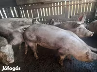 母猪, Крупная белая — 照片 1