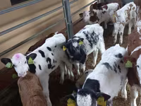 Bik, Simmental cattle — fotografija 5